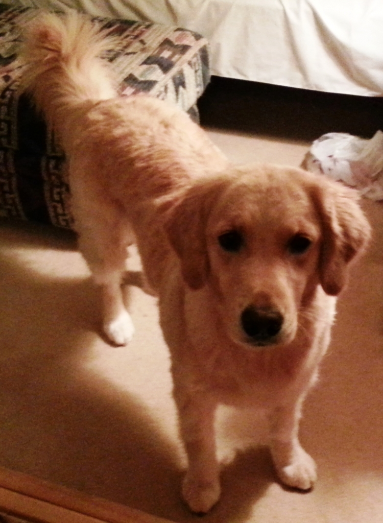 The Animal House Buzzards Bay, MA Our Animals